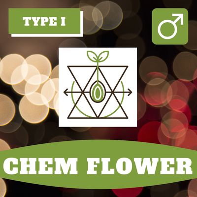 Chem Flower - 12 (R) Seeds Chem Flower - 12 (R) Seeds