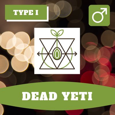 Dead Yeti - 12 (R) Seeds Dead Yeti - 12 (R) Seeds