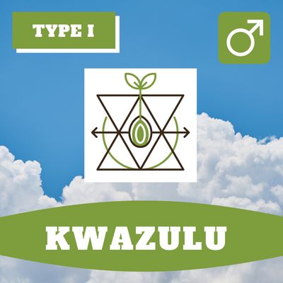Kwazulu Preservation - 12 (R) Seeds Kwazulu Preservation - 12 (R) Seeds