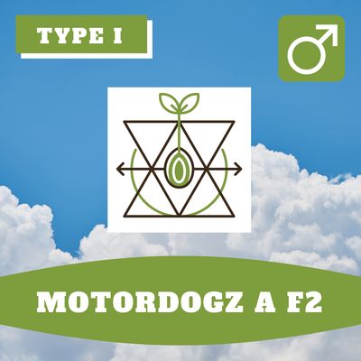 MotorDogz A F2 - 12 (R) Seeds MotorDogz A F2 - 12 (R) Seeds