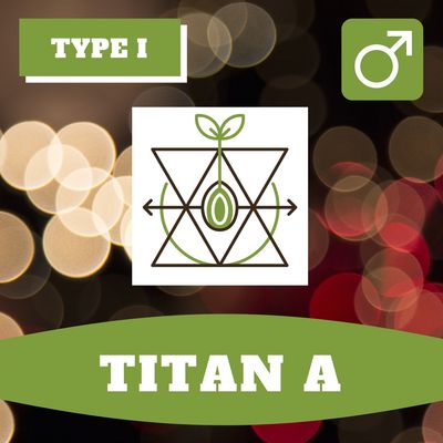 Titan A - 12 (R) Seeds Titan A - 12 (R) Seeds