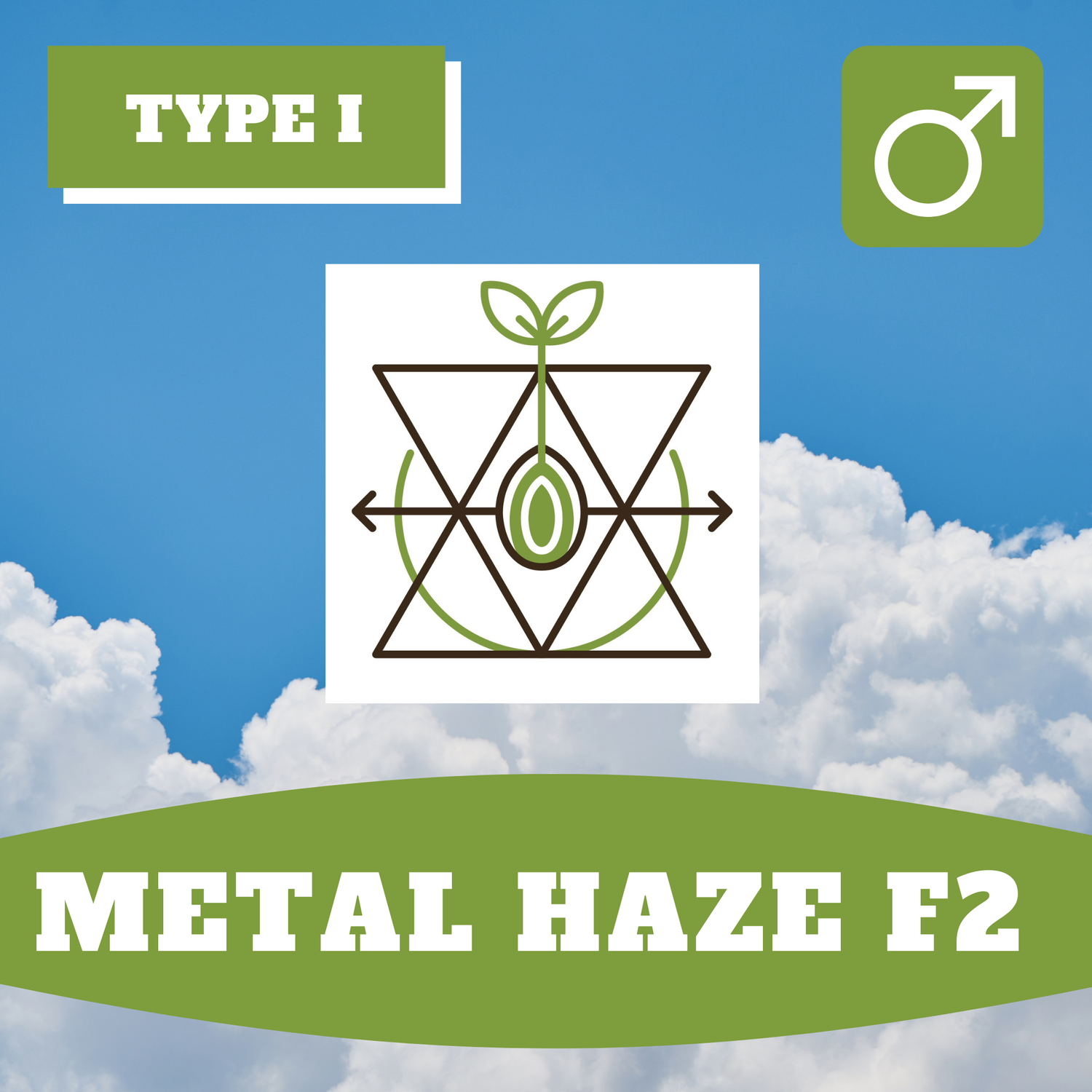 Metal Haze F2 - 12 (R) Seeds Metal Haze F2 - 12 (R) Seeds