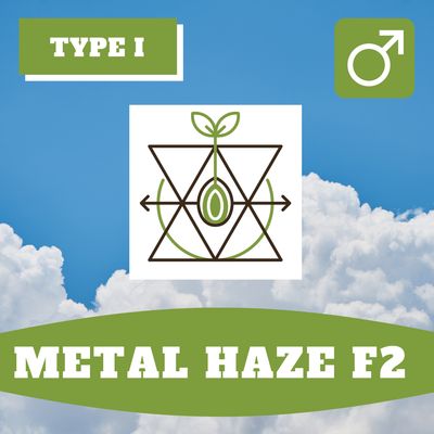 Metal Haze F2 - 12 (R) Seeds Metal Haze F2 - 12 (R) Seeds