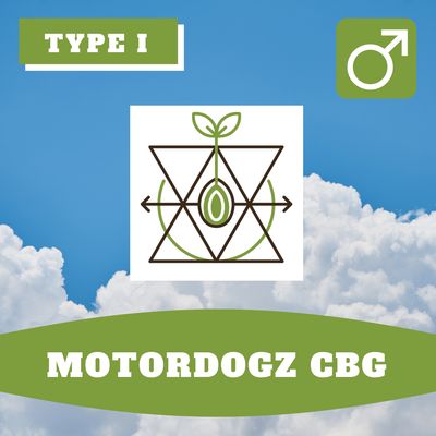 MotorDogz CBG - 12 (R) Seeds MotorDogz CBG - 12 (R) Seeds