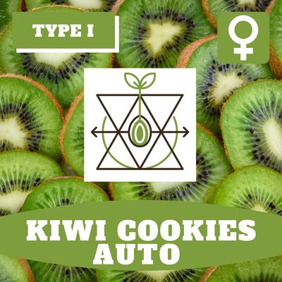 Kiwi Cookies Auto - 12 (F) Seeds Kiwi Cookies Auto - 12 (F) Seeds