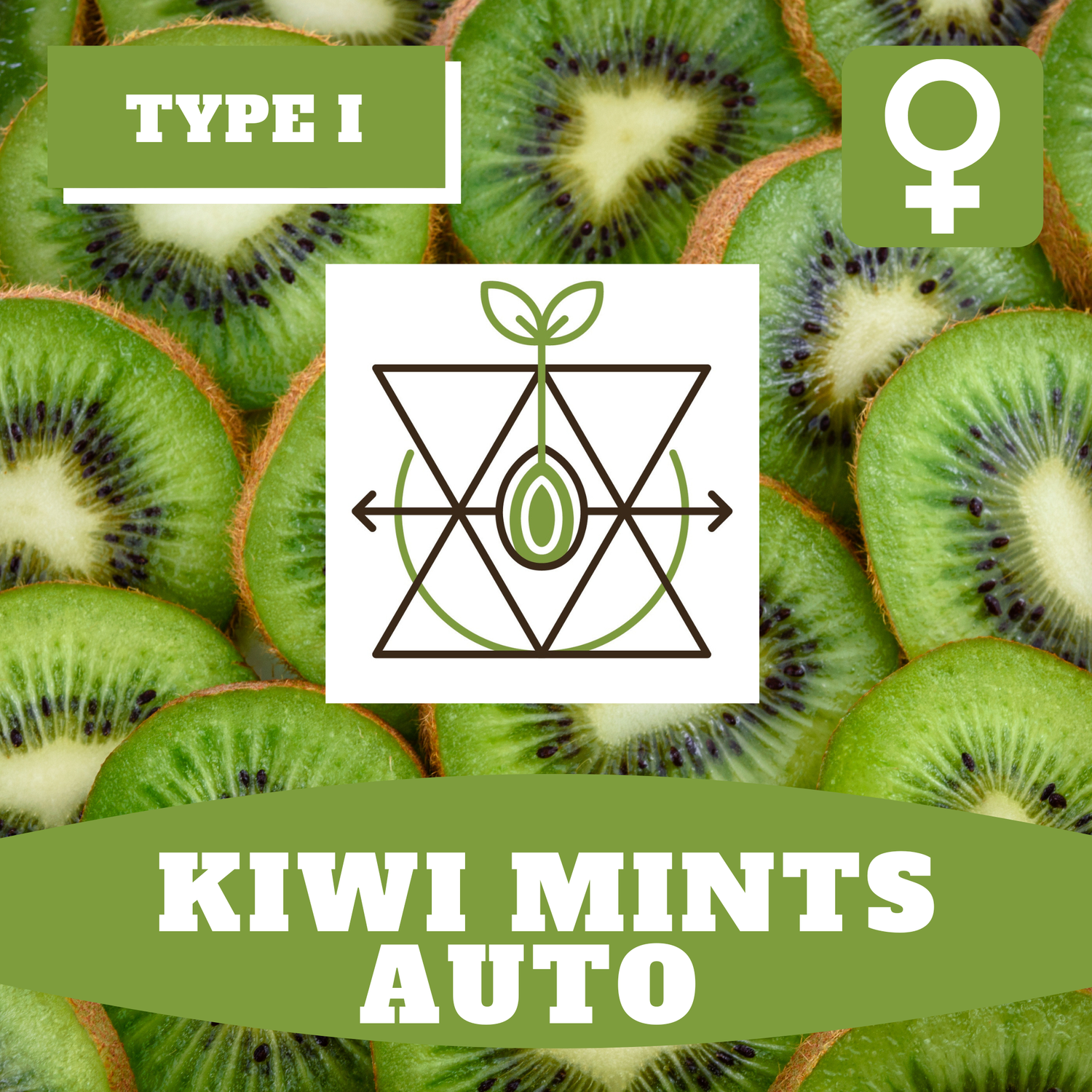 Kiwi Mints Auto - 12 (F) Seeds