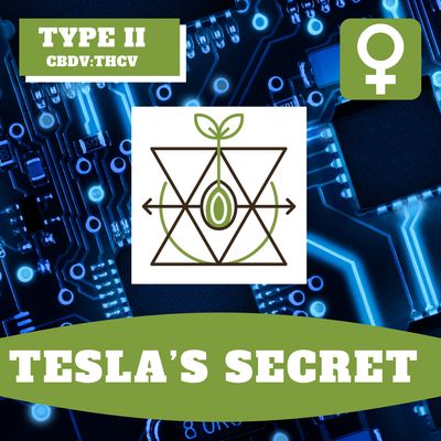 Tesla's Secret - 12 (F) Seeds