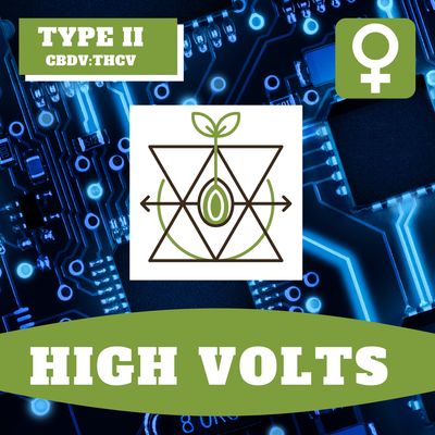 High Volts - 12 (F) Seeds
