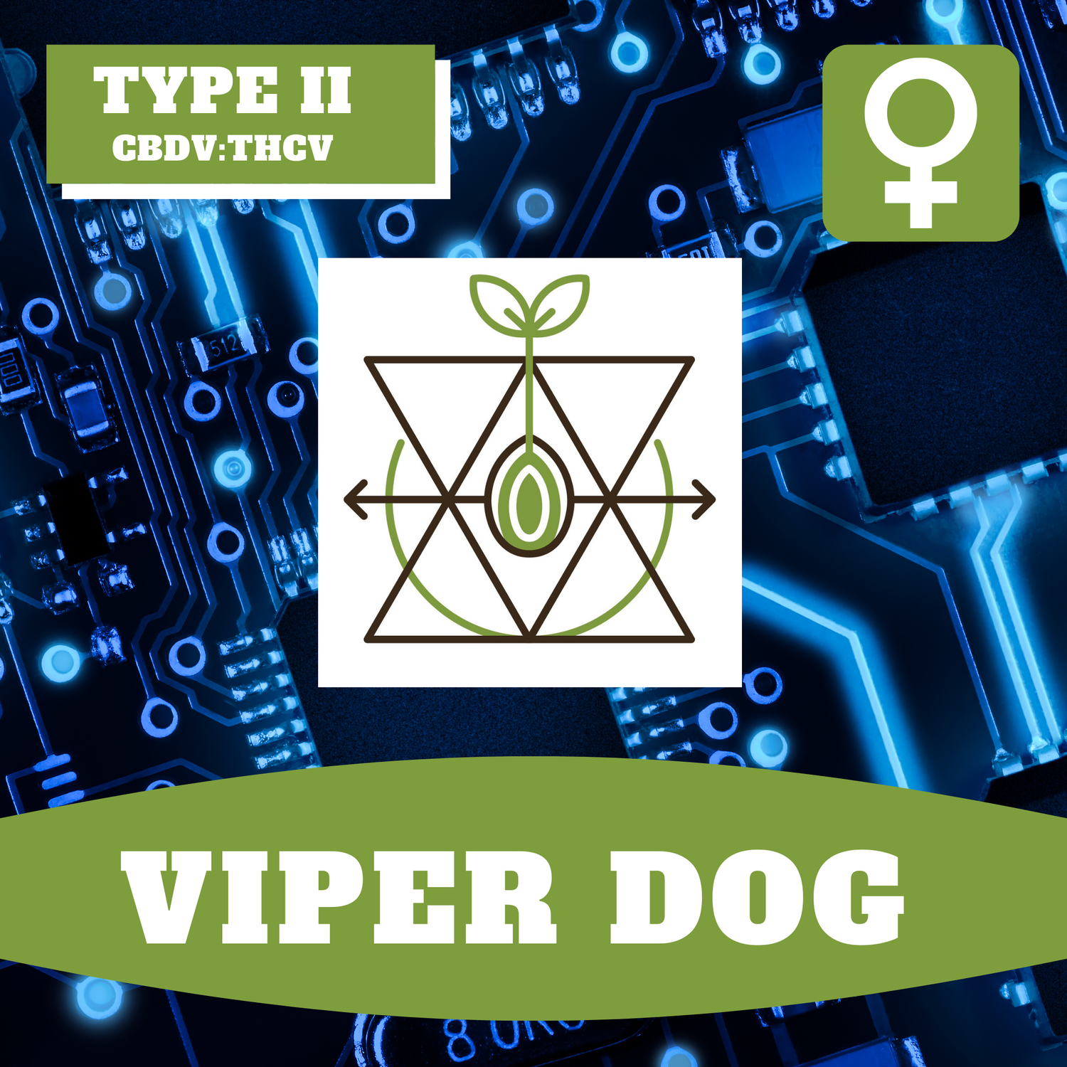 Viper Dog - 12 (F) Seeds