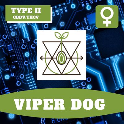 Viper Dog - 12 (F) Seeds