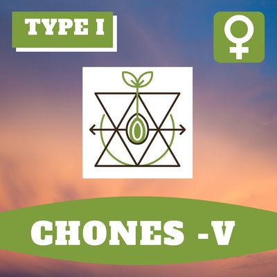 Chones-V - 12 (F) Seeds