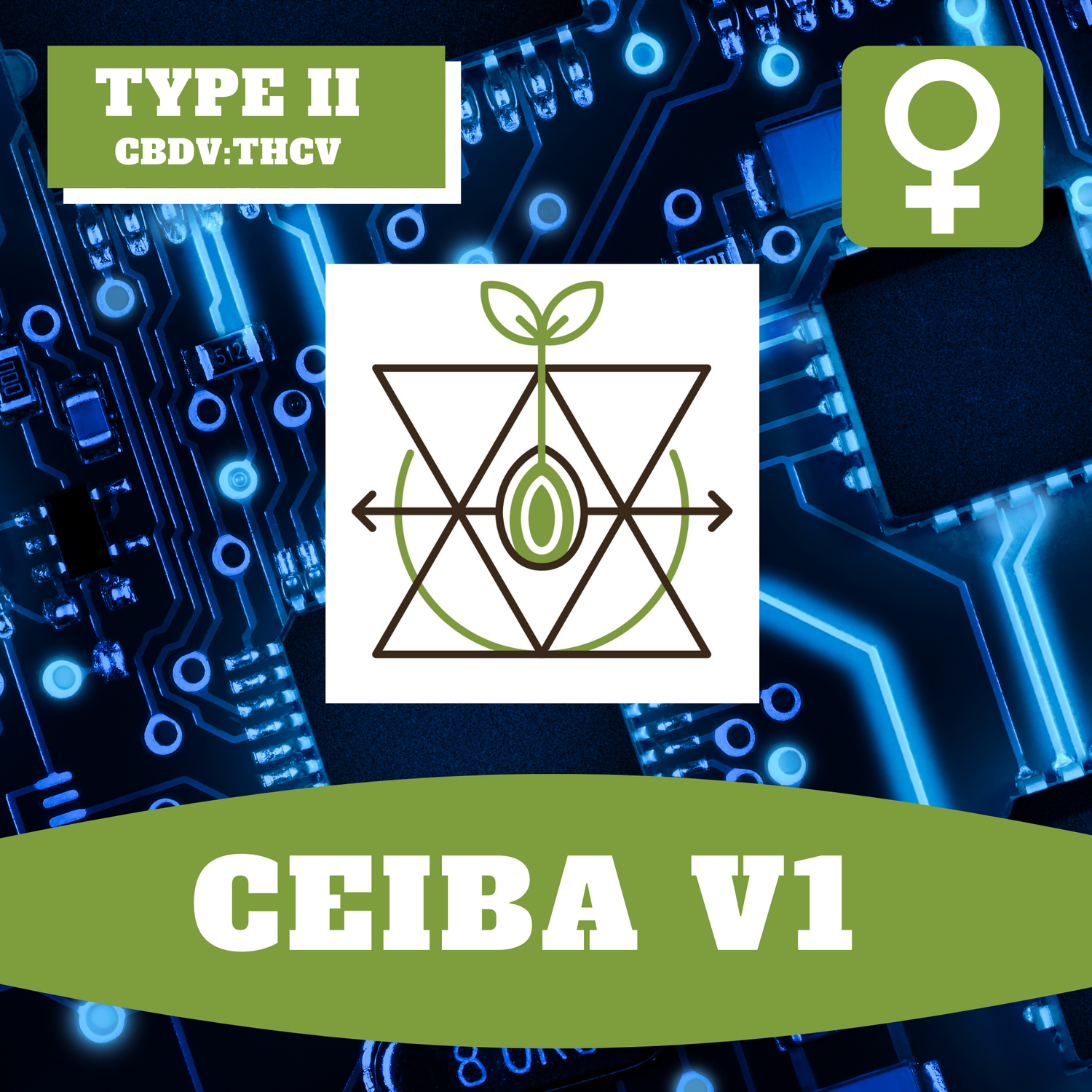 Ceiba V1 - 12 (F) Seeds