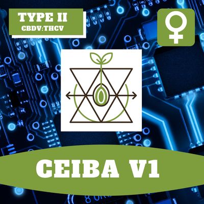 Ceiba V1 - 12 (F) Seeds