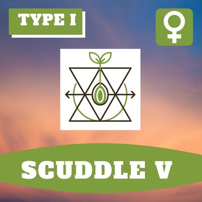 Scuddle V - 12 (F) Seeds