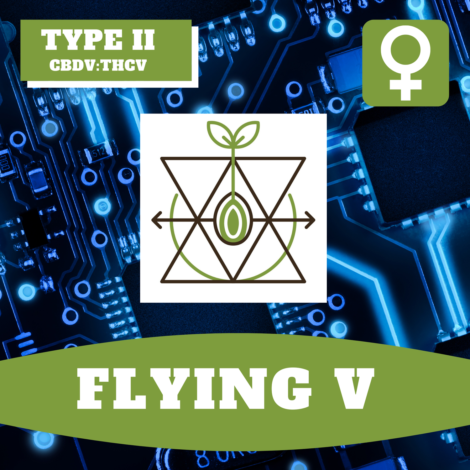 Flying V - 12 (F) Seeds