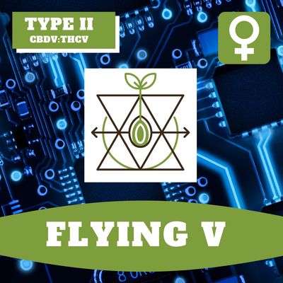 Flying V - 12 (F) Seeds