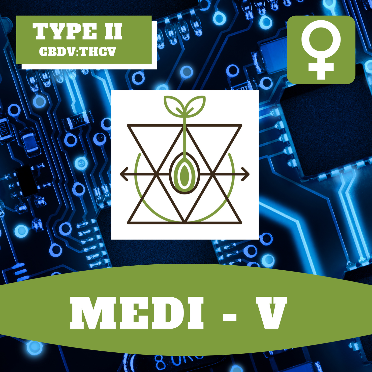 Medi V - 12 (F) Seeds