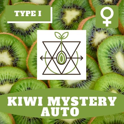 Kiwi Mystery Auto - 12 (F) Seeds Kiwi Mystery Auto - 12 (F) Seeds