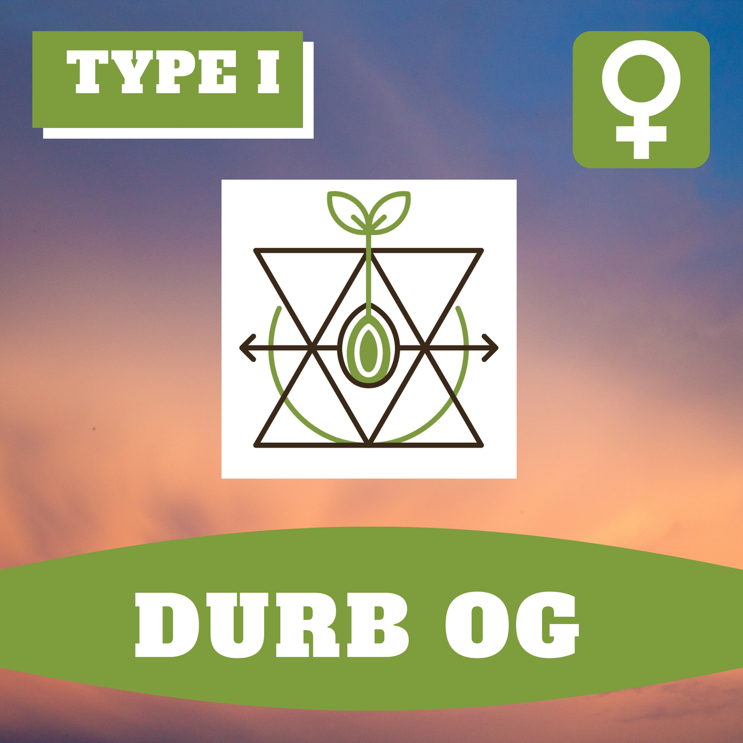 Durb OG - 12 (F) Seeds
