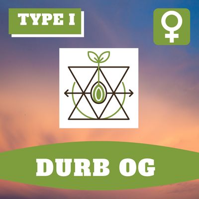 Durb OG - 12 (F) Seeds