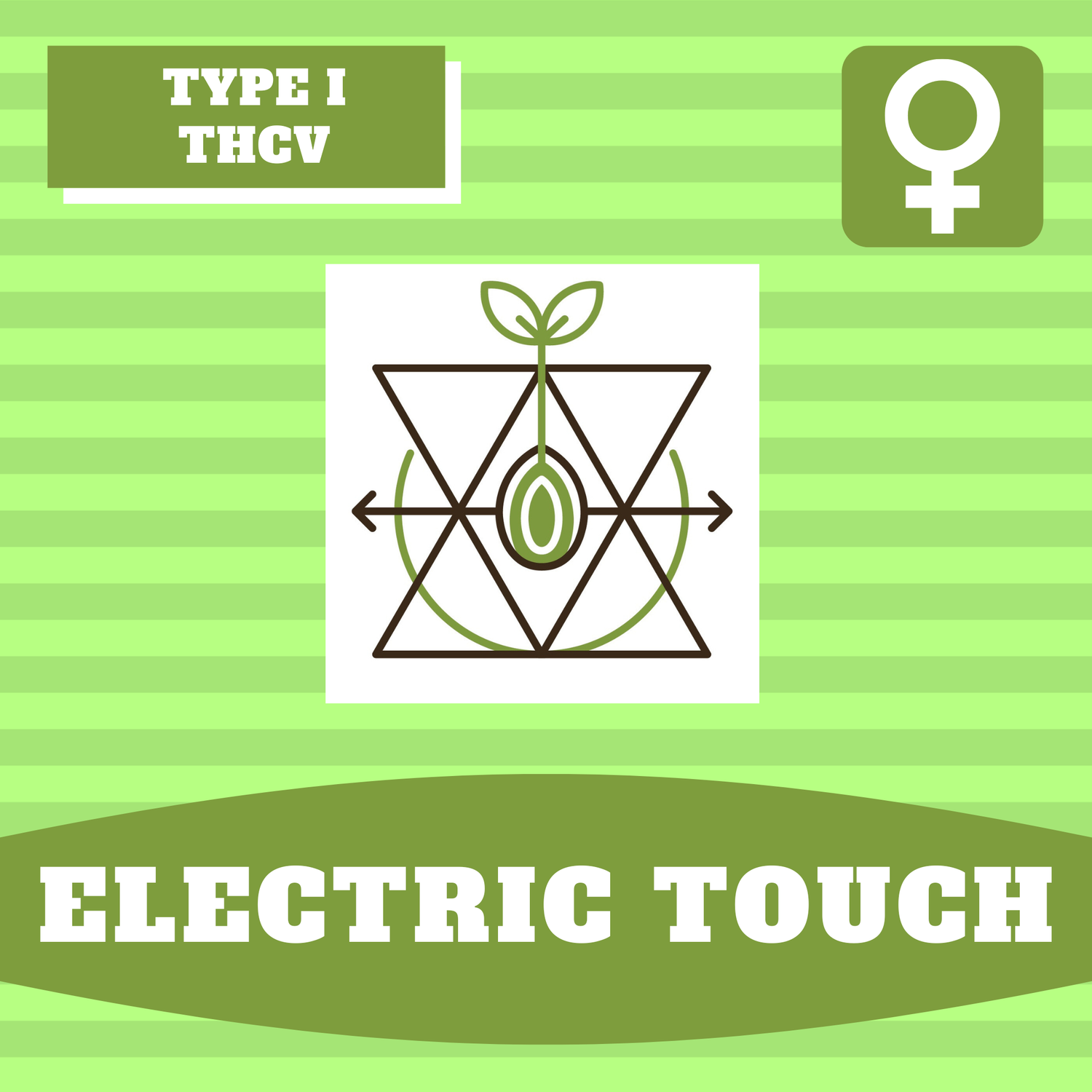 Electric Touch - 12 (F) Seeds