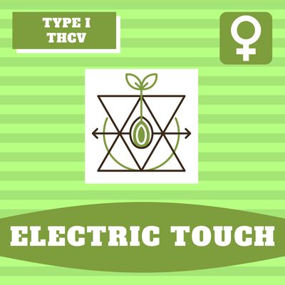 Electric Touch - 12 (F) Seeds Electric Touch - 12 (F) Seeds