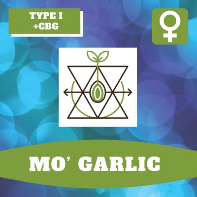 Mo' Garlic - 12 (F) Seeds Mo' Garlic - 12 (F) Seeds