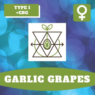 Garlic Grapes - 12 (F) Seeds Garlic Grapes - 12 (F) Seeds