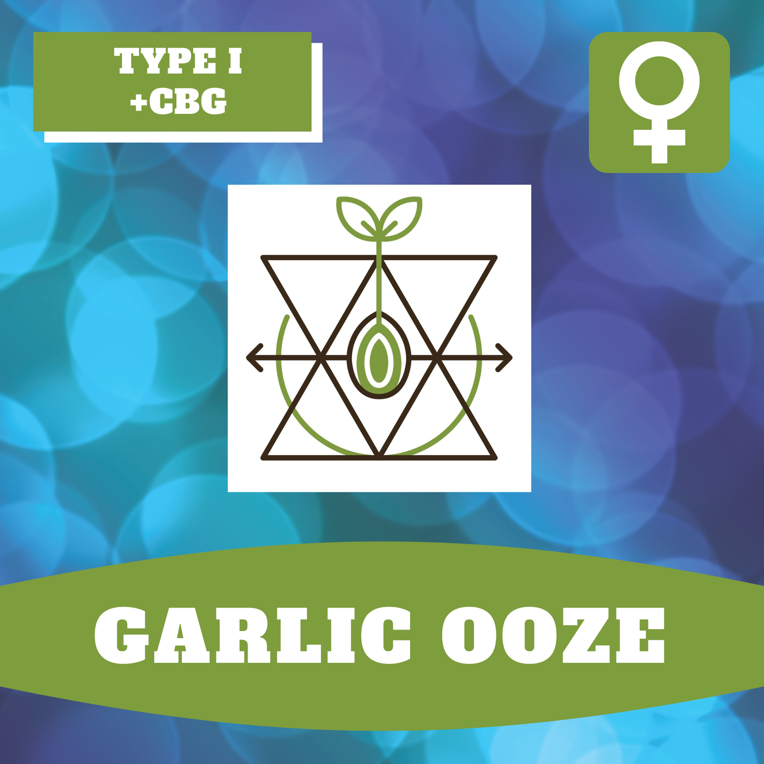 Garlic Ooze - 12 (F) Seeds