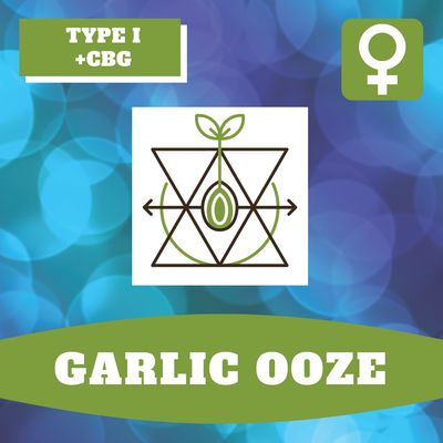 Garlic Ooze - 12 (F) Seeds Garlic Ooze - 12 (F) Seeds