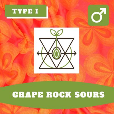 Grape Rock Sours - 12 (R) Seeds Grape Rock Sours - 12 (R) Seeds