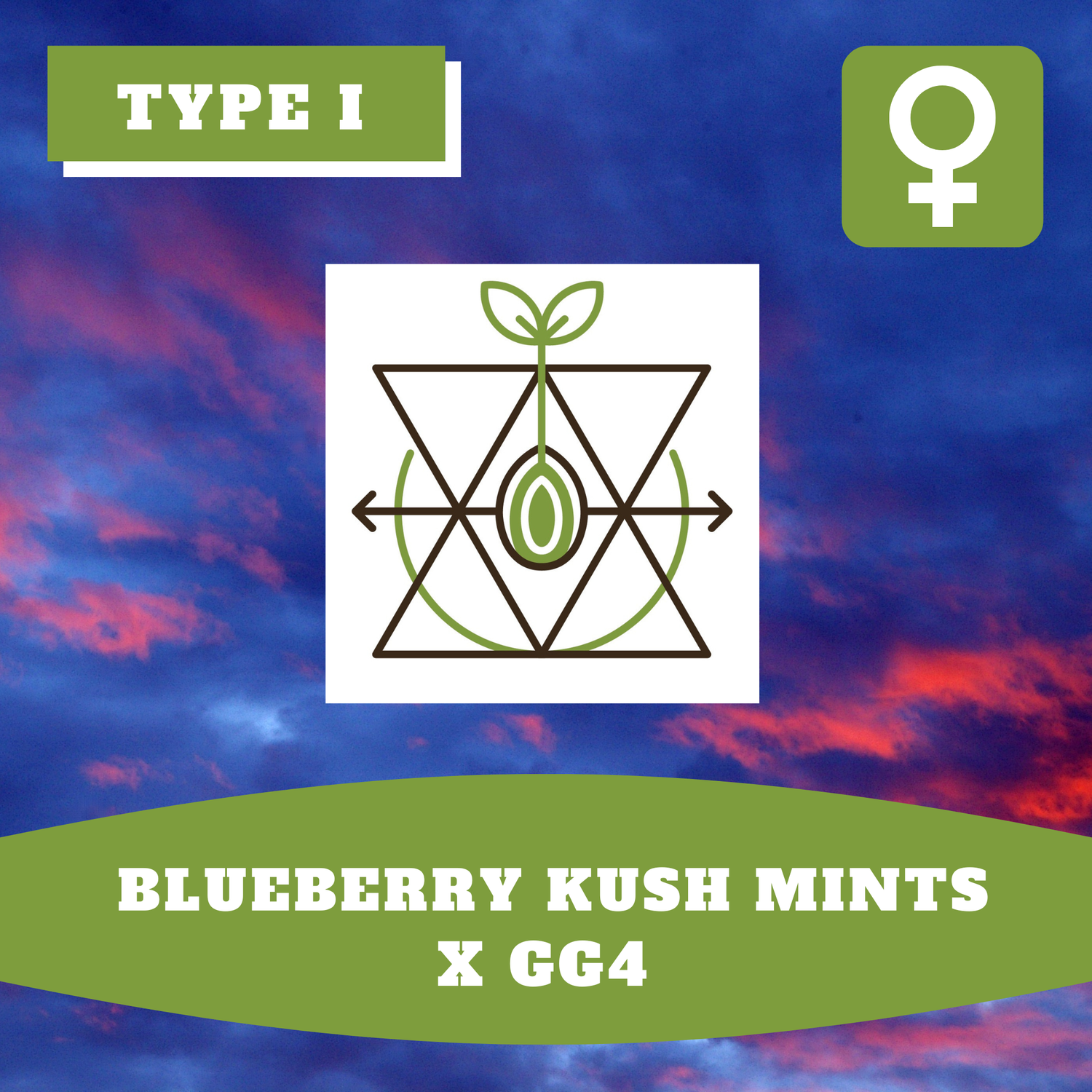 Blueberry Kush Mints x GG4 - 12 (F) Seeds