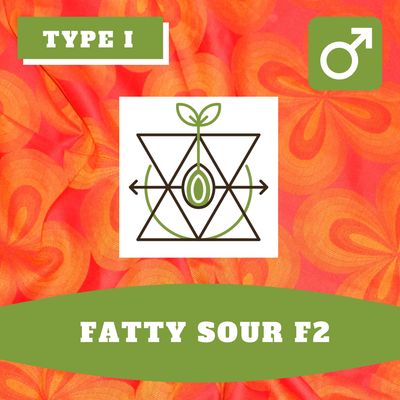 Fatty Sour F2 - 12 (R) Seeds Fatty Sour F2 - 12 (R) Seeds