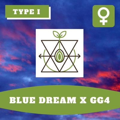 Blue Dream x GG4 - 12 (F) Seeds Blue Dream x GG4 - 12 (F) Seeds