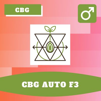 CBG Auto F3 - 12 (R) Seeds CBG Auto F3 - 12 (R) Seeds