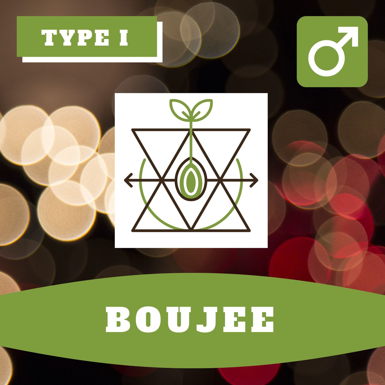 Boujee 12 (R) Seeds
