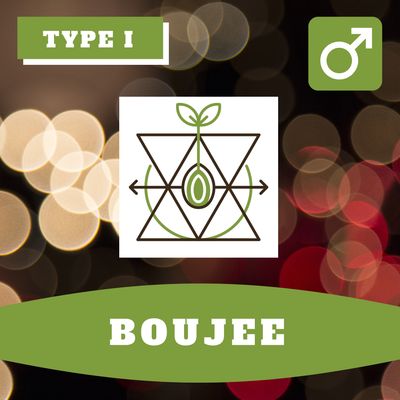 Boujee 12 (R) Seeds Boujee 12 (R) Seeds