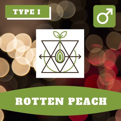Rotten Peach 12 (R) Seeds Rotten Peach 12 (R) Seeds