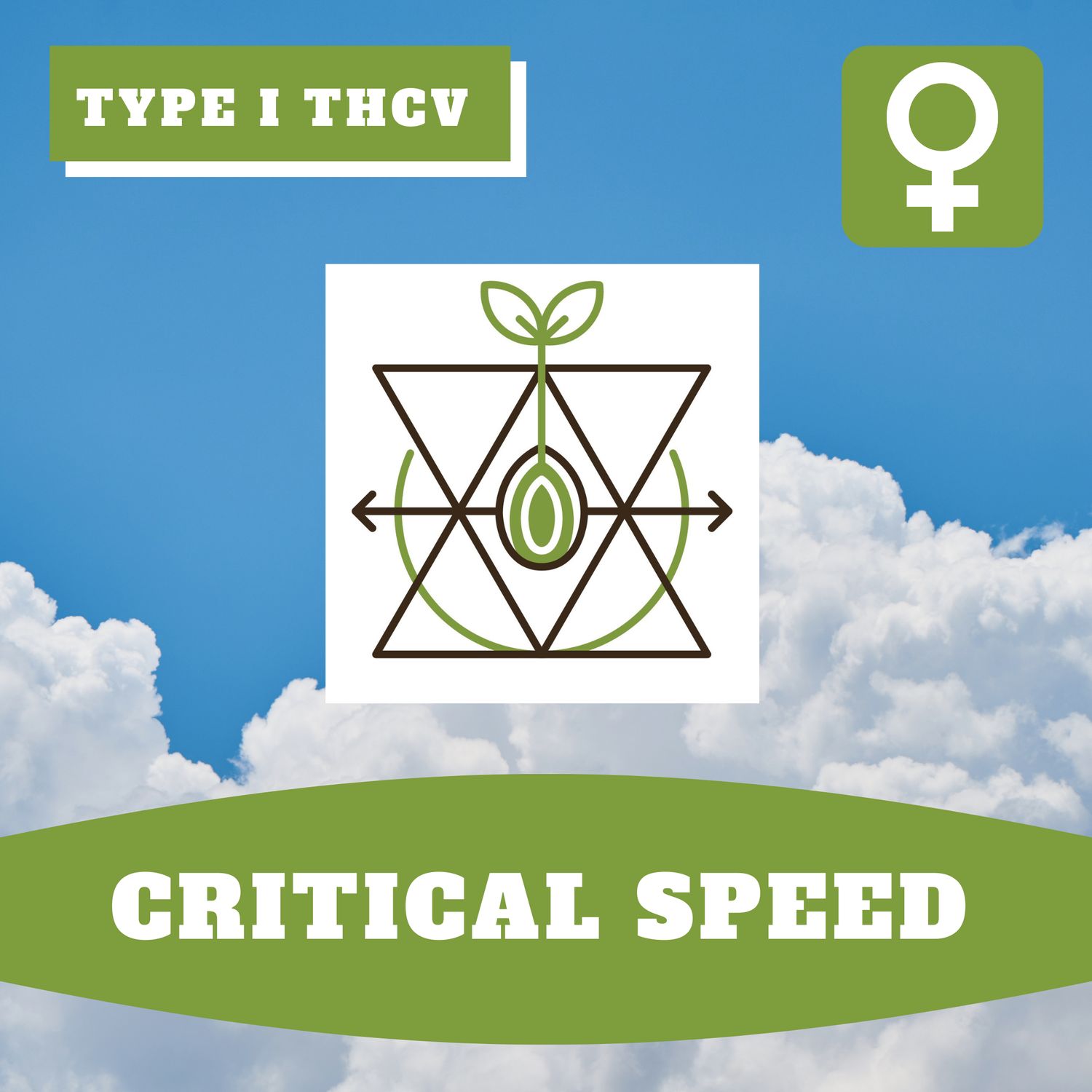 Critical Speed - 12 (F) Seeds Critical Speed - 12 (F) Seeds
