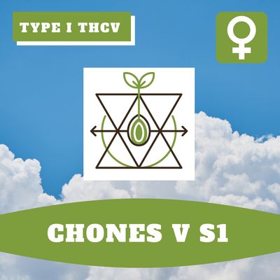 Chones V S1 - 12 (F) Seeds Chones V S1 - 12 (F) Seeds
