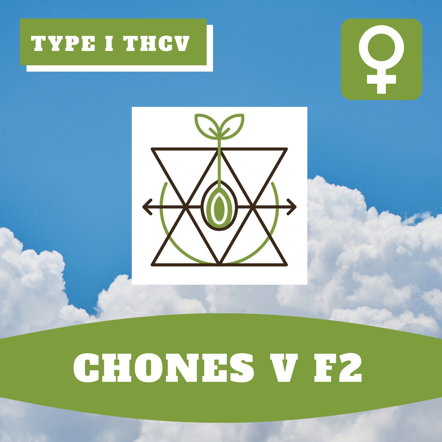 Chones V F2 - 12 (F) Seeds