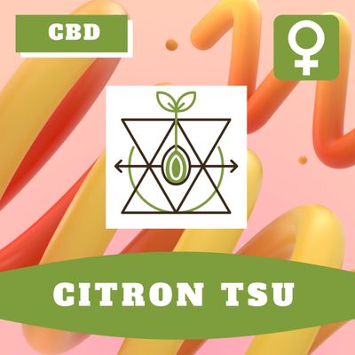 Citron Tsu (F) Auto Seeds