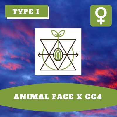 Animal Face x GG4 - 12 (F) Seeds Animal Face x GG4 - 12 (F) Seeds