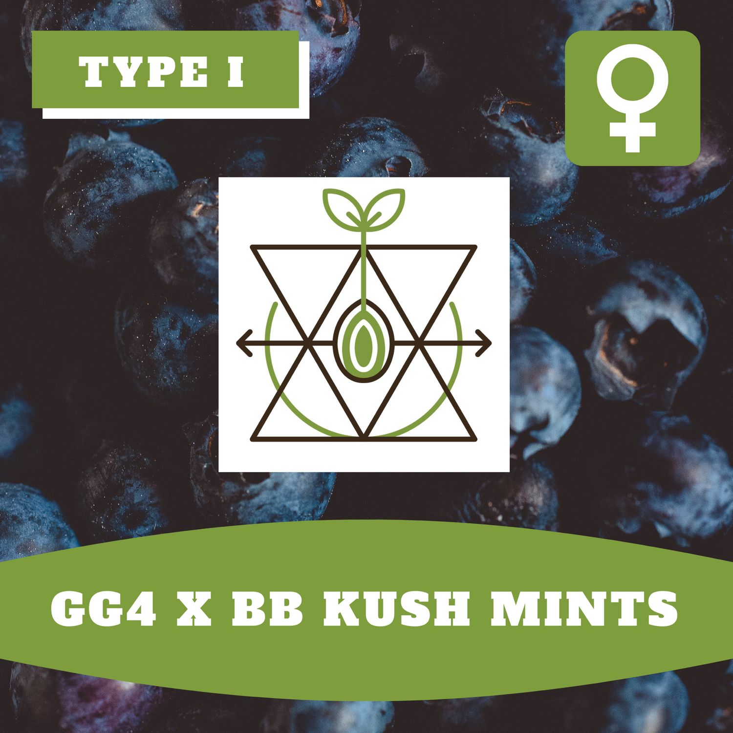GG4 x Blueberry Kush Mints - 12 (F) Seeds