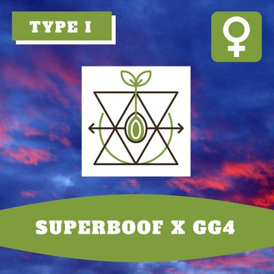Superboof x GG4 - 12 (F) Seeds Superboof x GG4 - 12 (F) Seeds