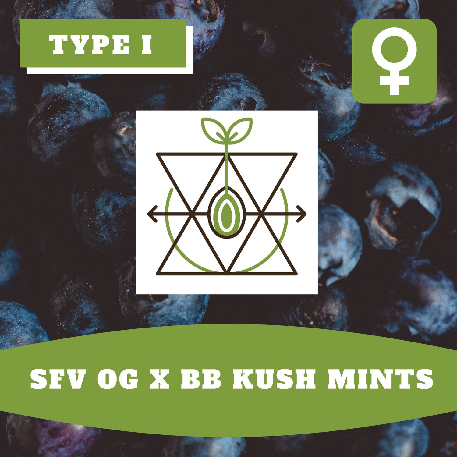SFV OG x Blueberry Kush Mints - 12 (F) Seeds SFV OG x Blueberry Kush Mints - 12 (F) Seeds