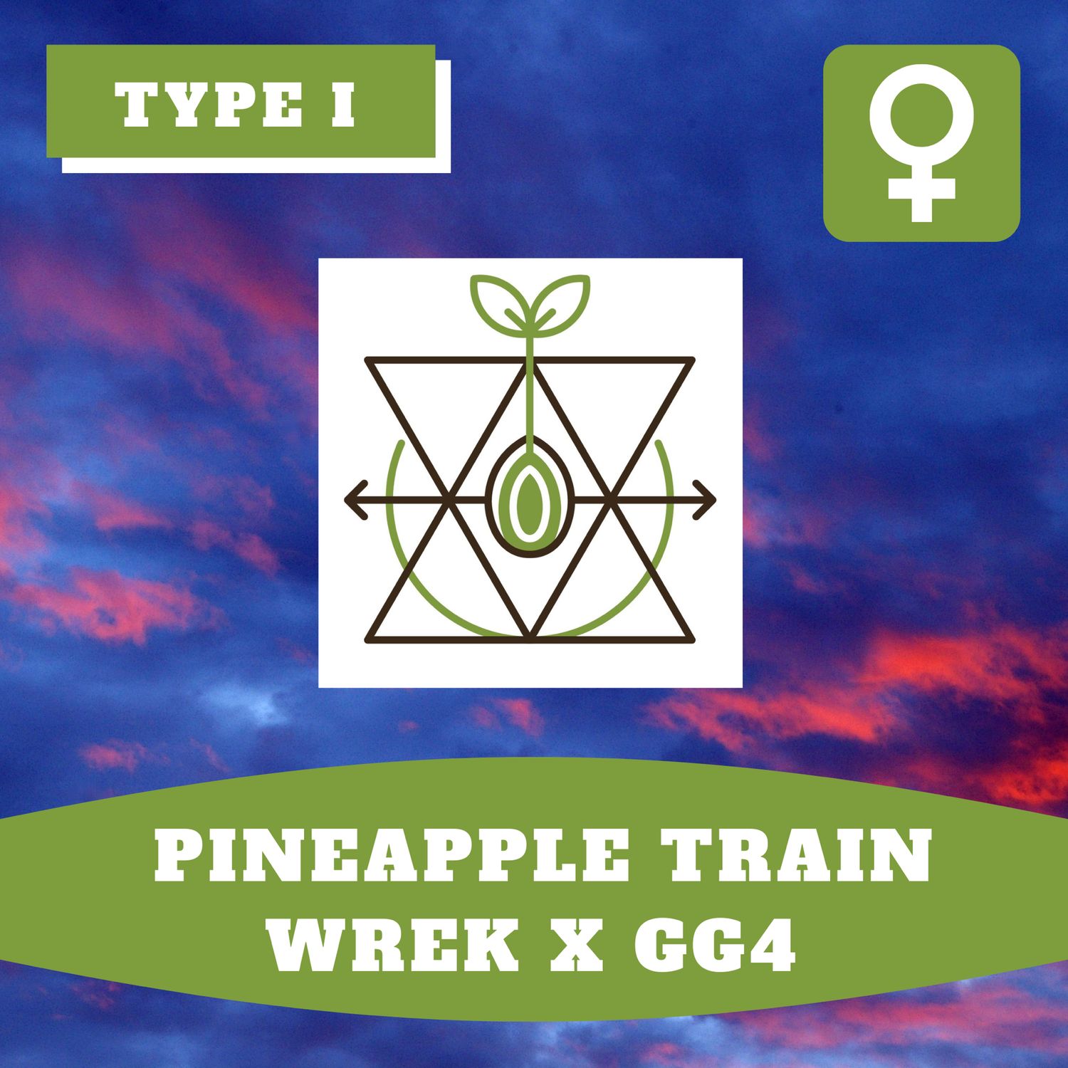 Pineapple Trainwreck x GG4 - 12 (F) Seeds Pineapple Trainwreck x GG4 - 12 (F) Seeds
