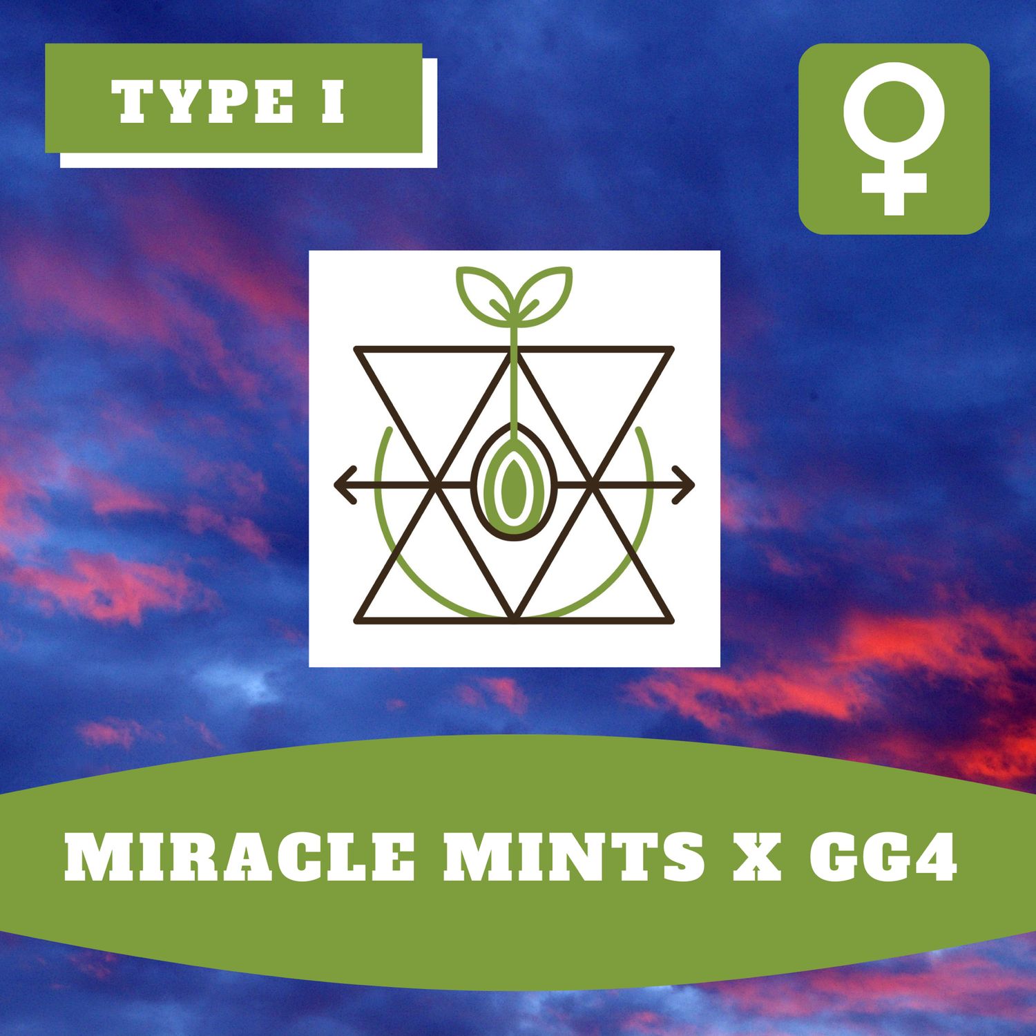 Miracle Mints x GG4 - 12 (F) Seeds