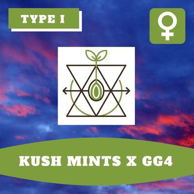 Kush Mints x GG4 - 12 (F) Seeds Kush Mints x GG4 - 12 (F) Seeds