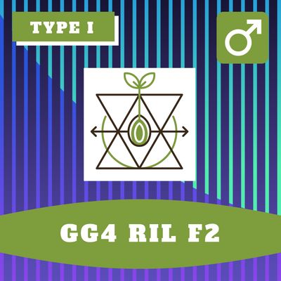 GG4 RIL F2 - 12 (R) Seeds GG4 RIL F2 - 12 (R) Seeds